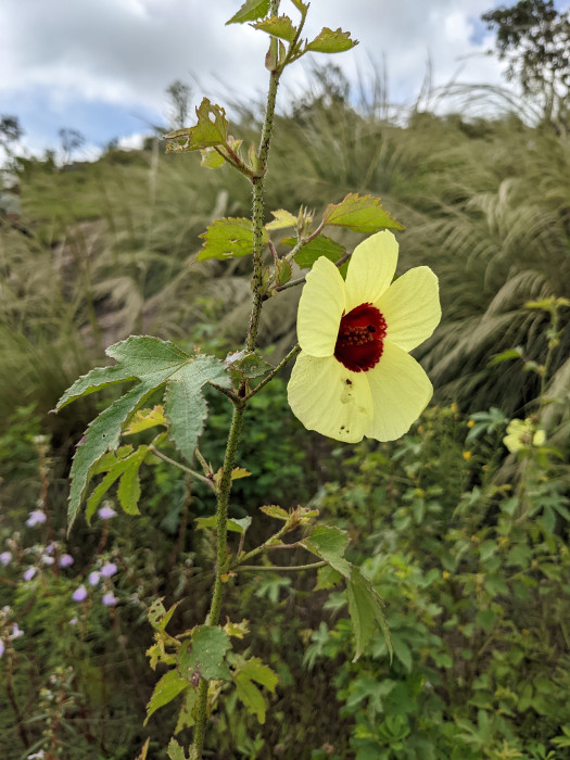 Hibiscus hispidissimus