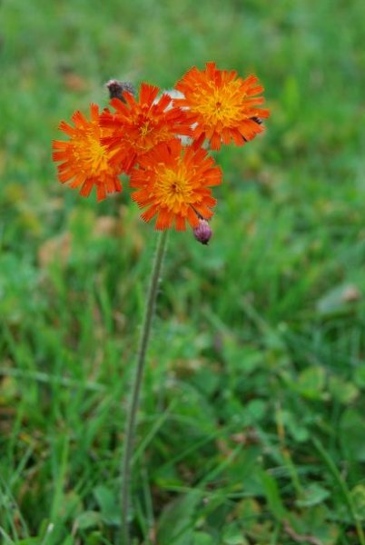 Hieracium aurantiacum