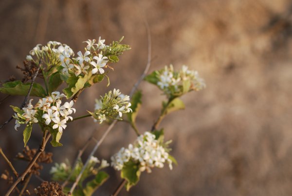 Holarrehena pubescens