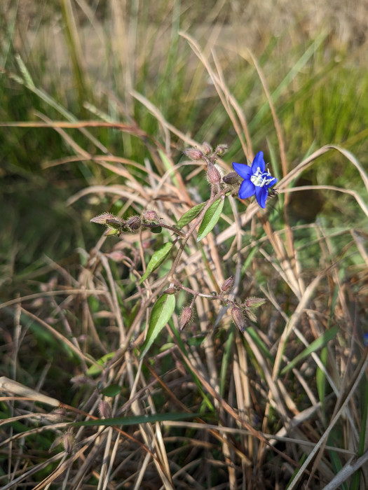 Hydrolea zeylanica