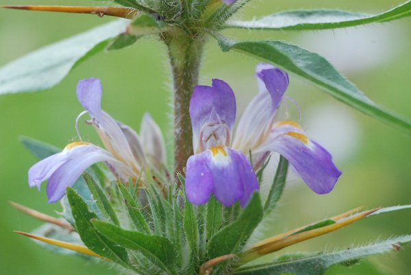 Hygrophila auriculata