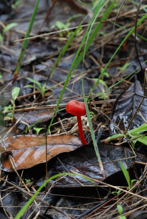 Hygrocybe fungi