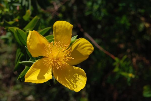 Hypericum mysurense