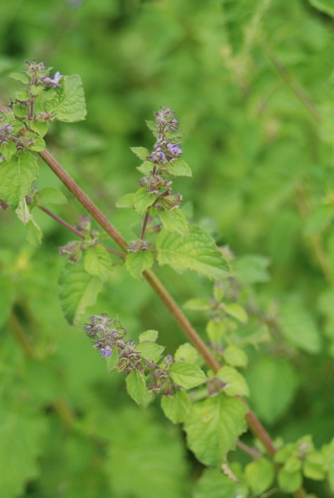 Hyptis suaveolens