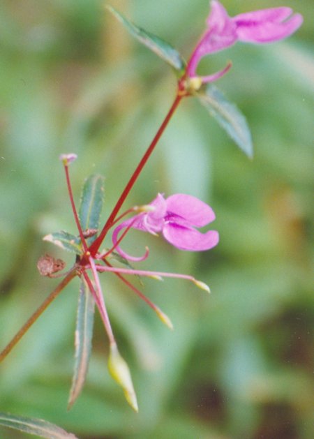 Impatiens rosmarinifolia