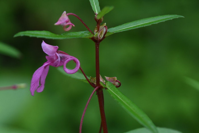 Impatiens chinensis