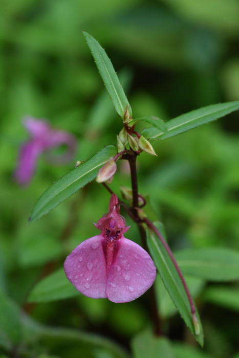 Impatiens chinensis