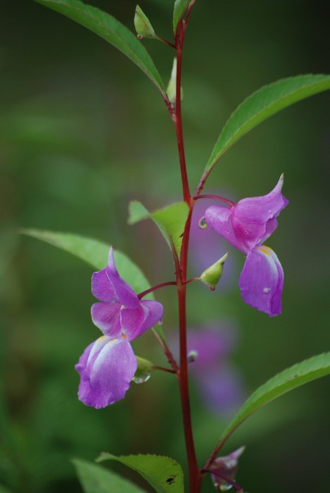 Impatiens balsamina