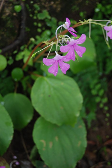 Impatiens acaulis