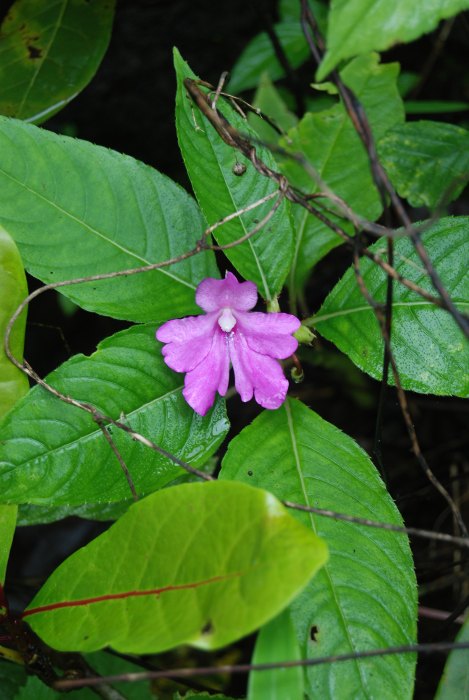 Impatiens pulcherrima