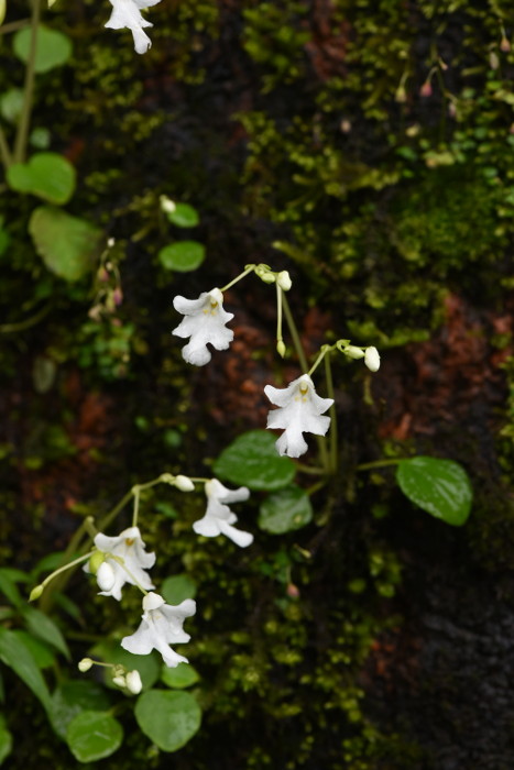 Impatiens stocksii