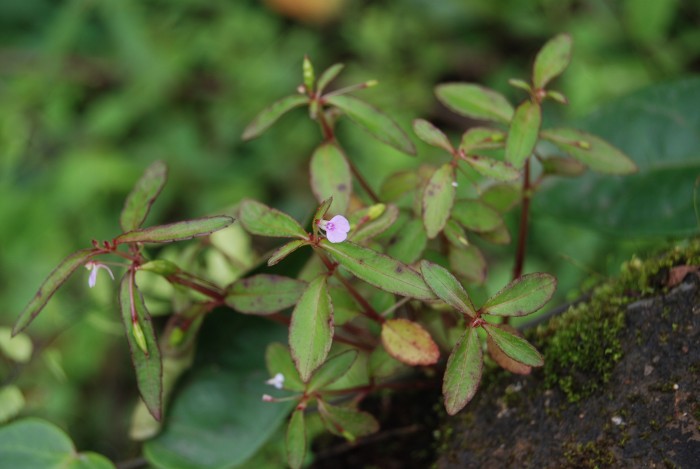 Impatiens minor