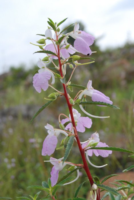 Impatiens balsamina