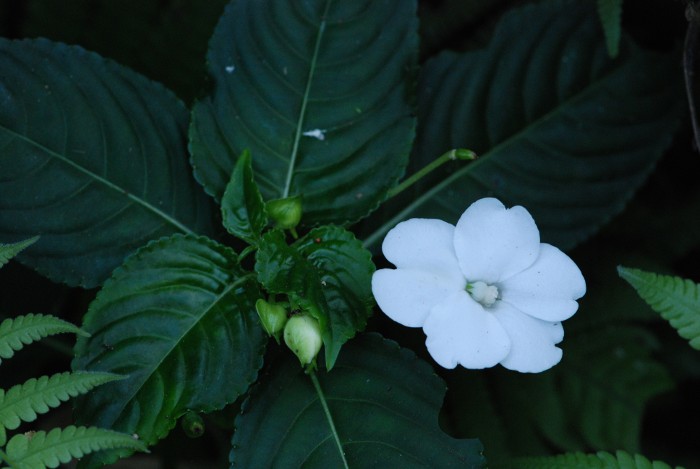 Impatiens henslowiana