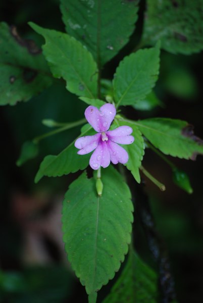 Impatiens pulcherrima