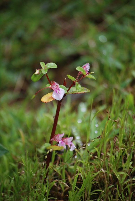 Impatiens raziana