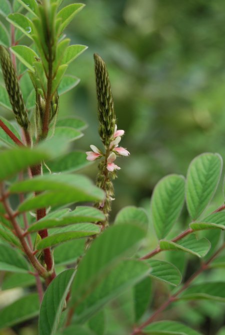 Indigofera astragalina