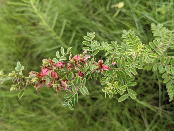 Indigofera wightii