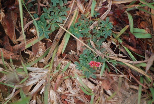 Indigofera linnaei