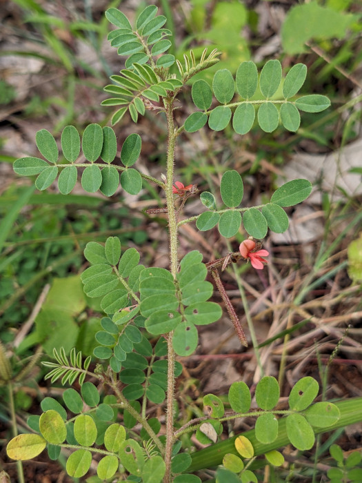 Indigofera colutea