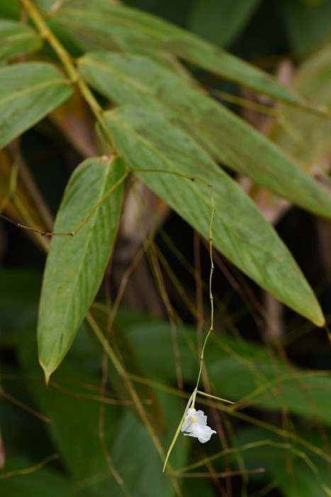 Indianthus virgatus