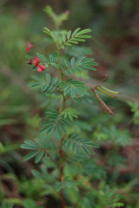 Indigofera karnatakana