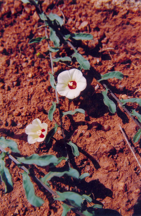 Ipomoea obscura