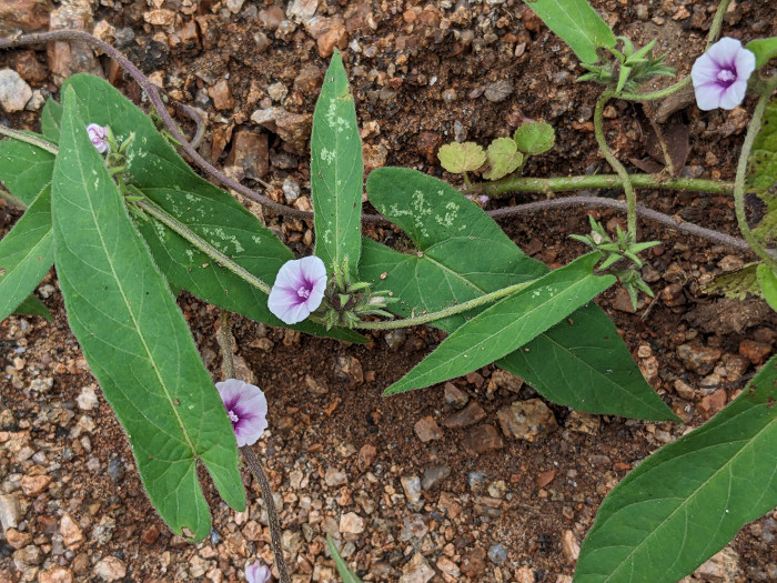 Ipomoea eriocarpa