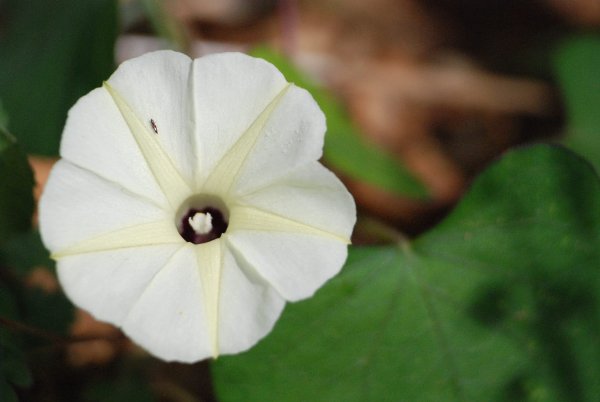 Ipomoea obscura