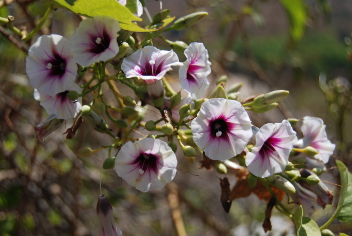 Ipomoea staphylina