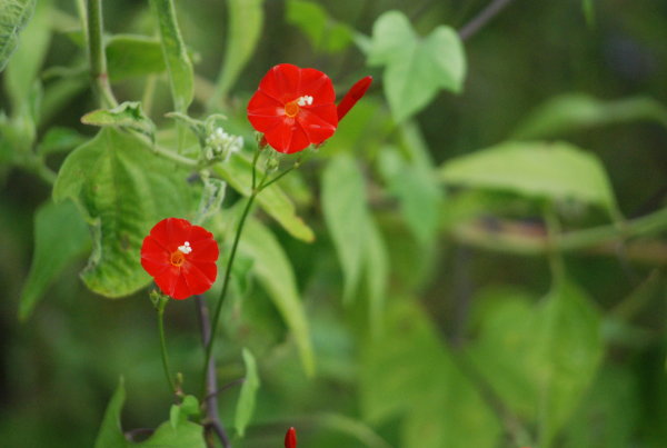 Ipomoea hederifolia