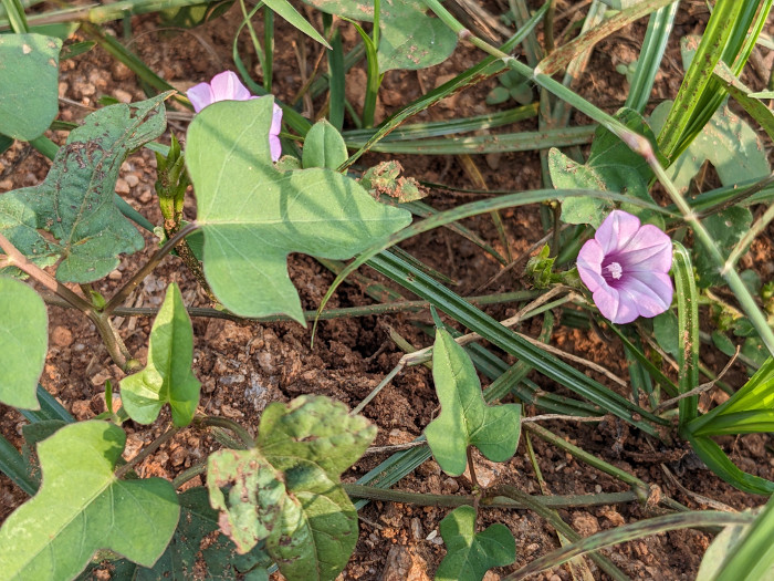 Ipomoea triloba