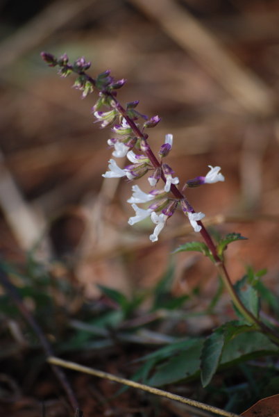 Isodon coetsa