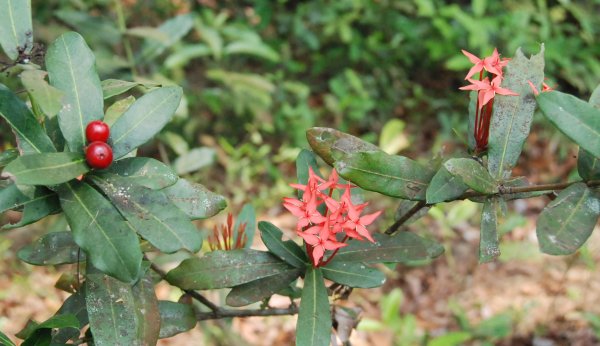 Ixora coccinea