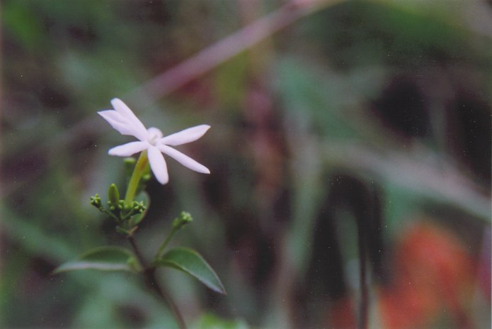 Jasminum malabaricum