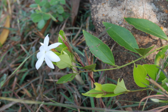 Jasminum cuspidatum