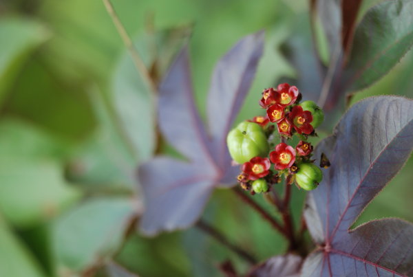 Jatropha gossipifolia