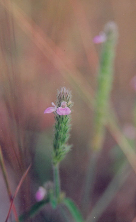 Justicia procumbens