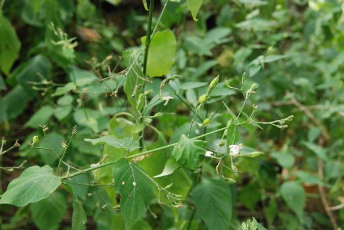 Justicia glabra