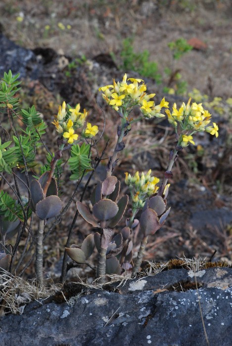 Kalanchoe grandiflora