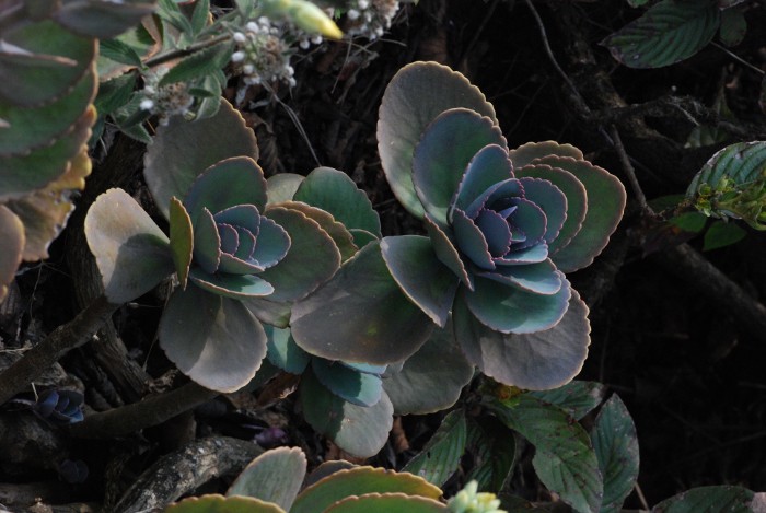 Kalanchoe grandiflora