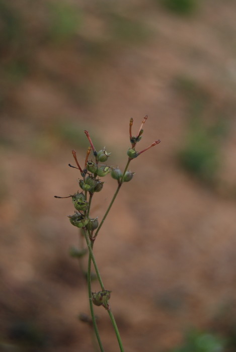 Kohautia aspera