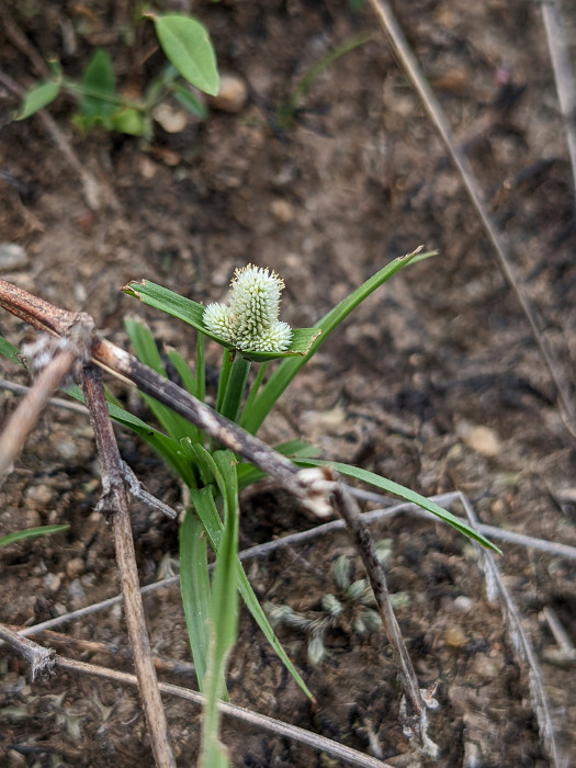 Kyllinga bulbosa