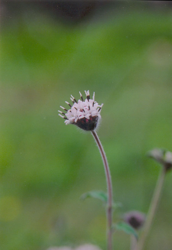 Lagascea mollis