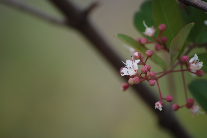 Lagerstroemia parviflora