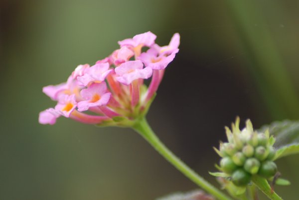 Lantana camara