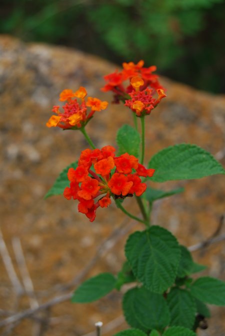 Lantana camara