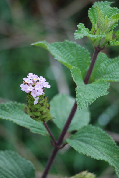 Lantana trifolia