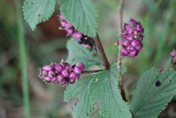 Lantana trifolia