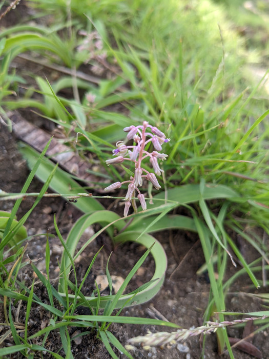 Ledebouria revoluta